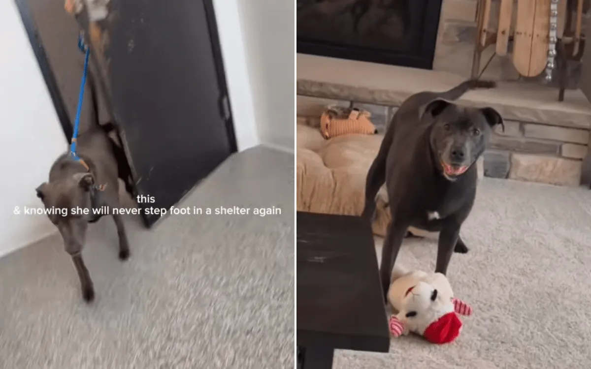 Moment senior dog adopted and returned 4 times realizes she’s finally home