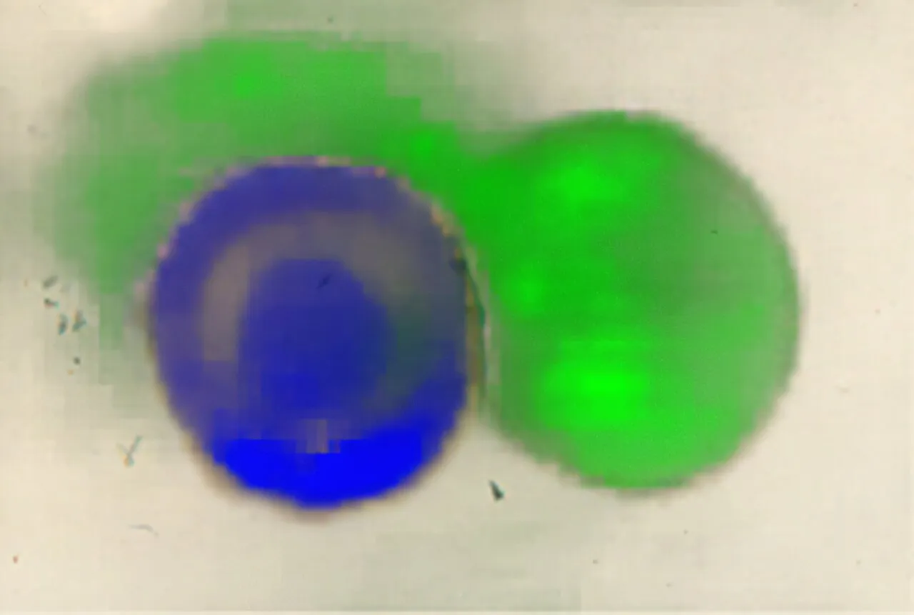 Scientists decipher how two bacterial species cooperate to avoid being eaten