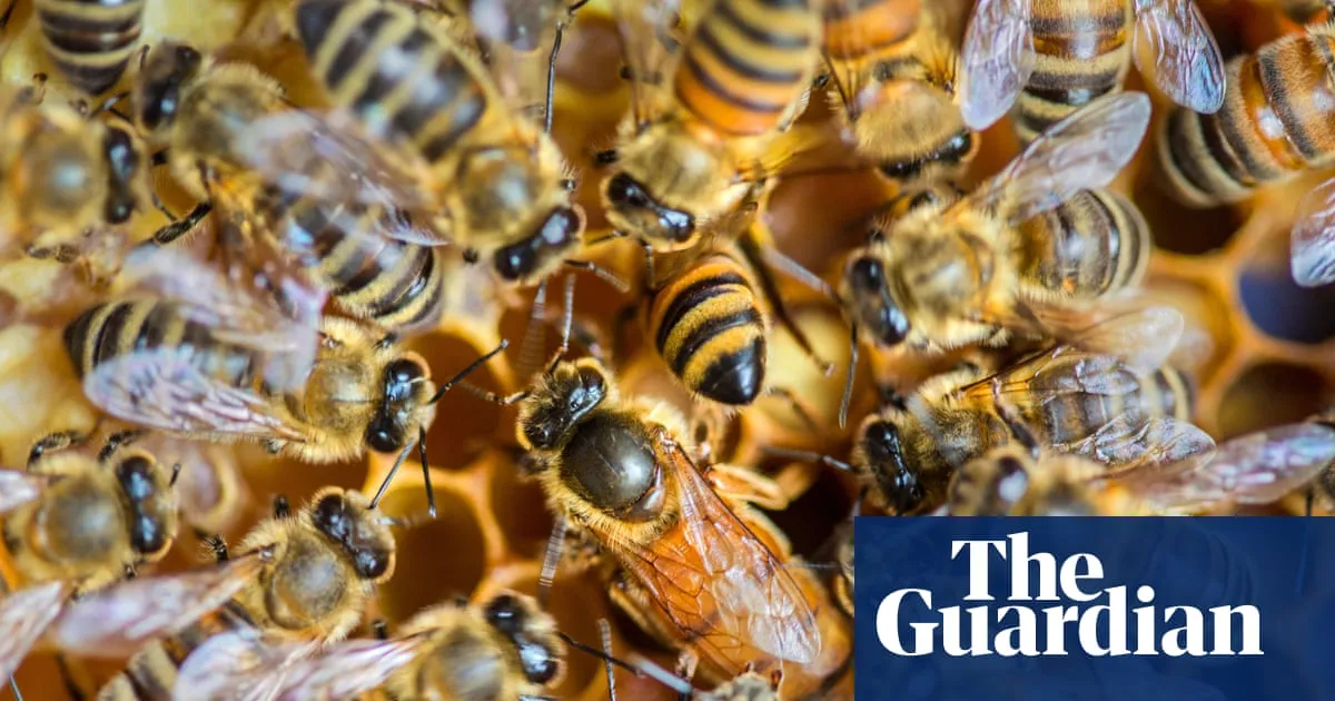 Social inequality is thriving in the hive | Brief letters